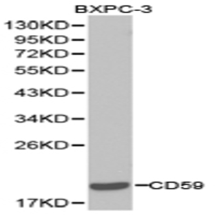 CD59 pAb