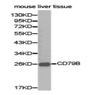 CD79B pAb