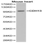 CDH13 pAb