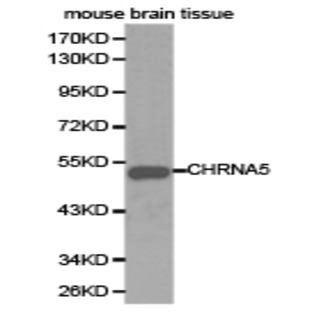 AChR(alpha)5 pAb