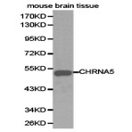 AChR(alpha)5 pAb