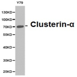 Clusterin-(alpha) pAb