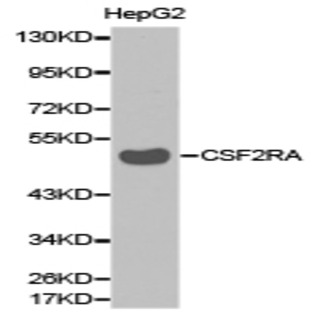 CSF2RA pAb