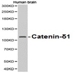 Catenin-(delta)1 pAb