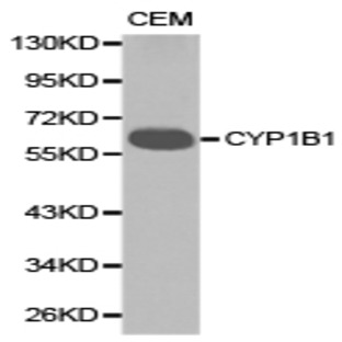 CYP1B1 pAb