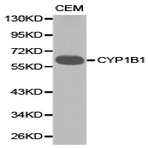 CYP1B1 pAb