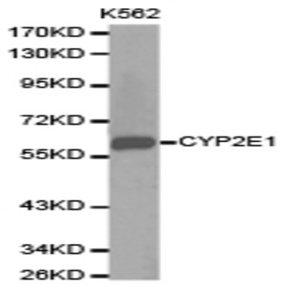 CYP2E1 pAb