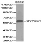 Bs6577_wb