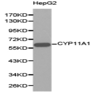 CYP11A1 pAb