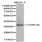 TOR1A pAb