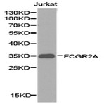 CD32-A pAb