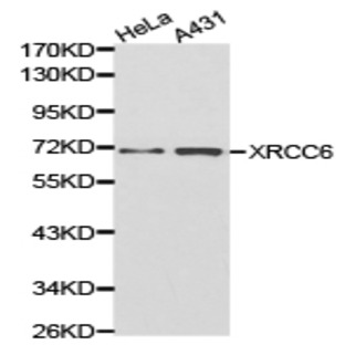 Ku-70/XRCC6 pAb