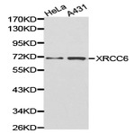 Ku-70/XRCC6 pAb