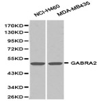 GABAA R(alpha)2 pAb