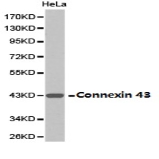 Connexin 43 pAb