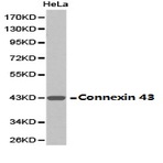 Connexin 43 pAb