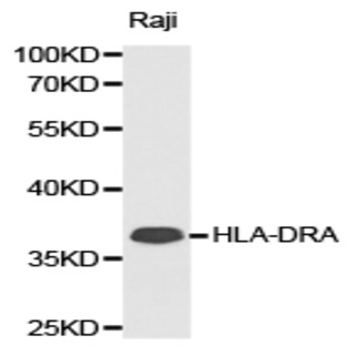 HLA-DRA pAb