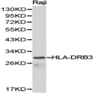 HLA-DRB3 pAb