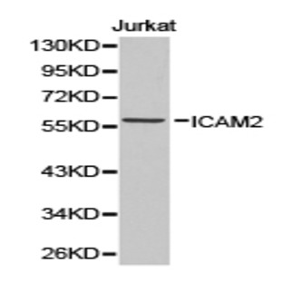 ICAM-2 pAb