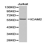 ICAM-2 pAb