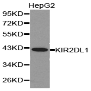 KIR2DL1 pAb