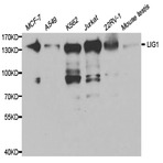 DNA Ligase I pAb