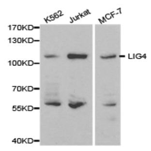 DNA Ligase IV/LIG4 pAb