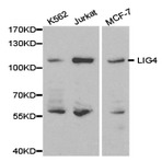 DNA Ligase IV/LIG4 pAb