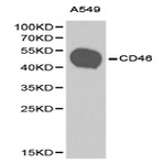 CD46 pAb