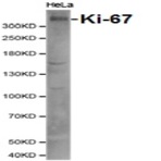 Ki-67 pAb