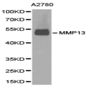 MMP-13 pAb