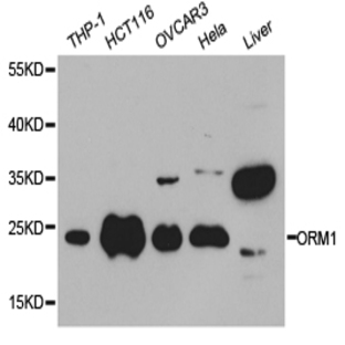 ORM1 pAb