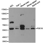 PDE1B pAb