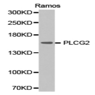 PLC (gamma)2 pAb