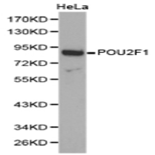 Oct-1/POU2F1 pAb