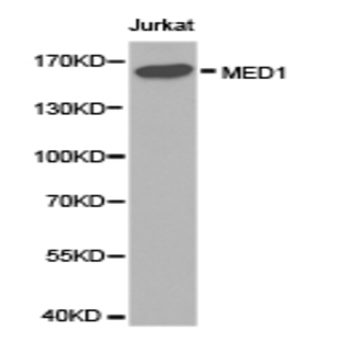 TRAP220 / MED1 pAb