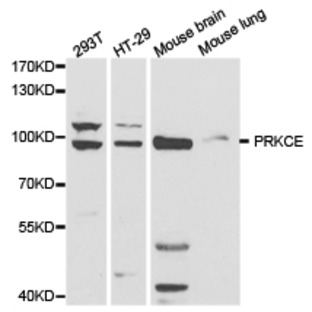 PKC E/ PRKCE pAb