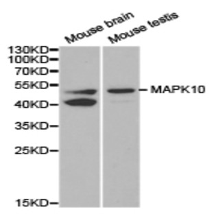 JNK3 / MAPK10 pAb