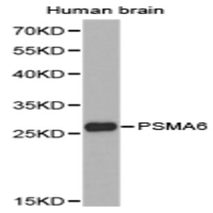 PSMA6 pAb