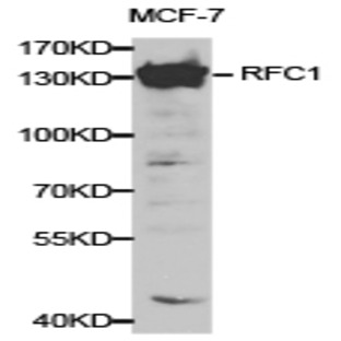 RFC1 pAb