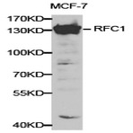 RFC1 pAb