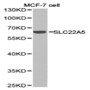 SLC22A5 pAb