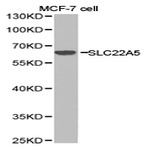 SLC22A5 pAb