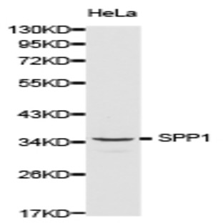 OPN/SPP1 pAb