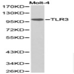 TLR3 pAb