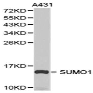 SUMO1 pAb