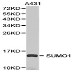 SUMO1 pAb