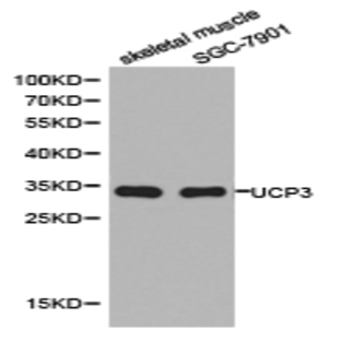 UCP3 pAb