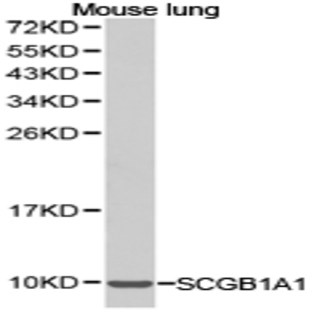 SCGB1A1 pAb