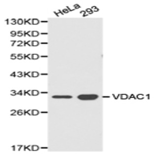 VDAC1 pAb